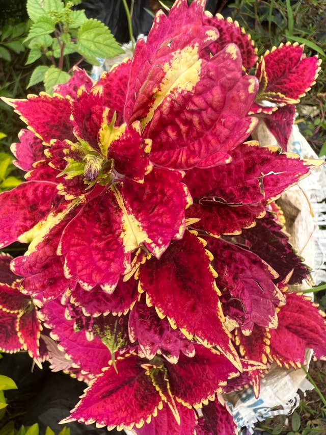 IMG_7087.jpeg