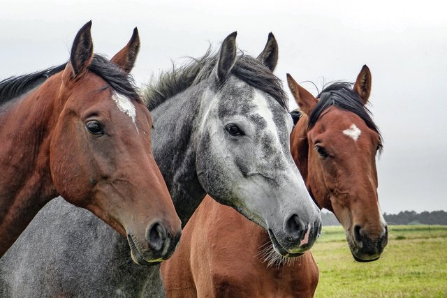 horses-1414889_1920.jpg