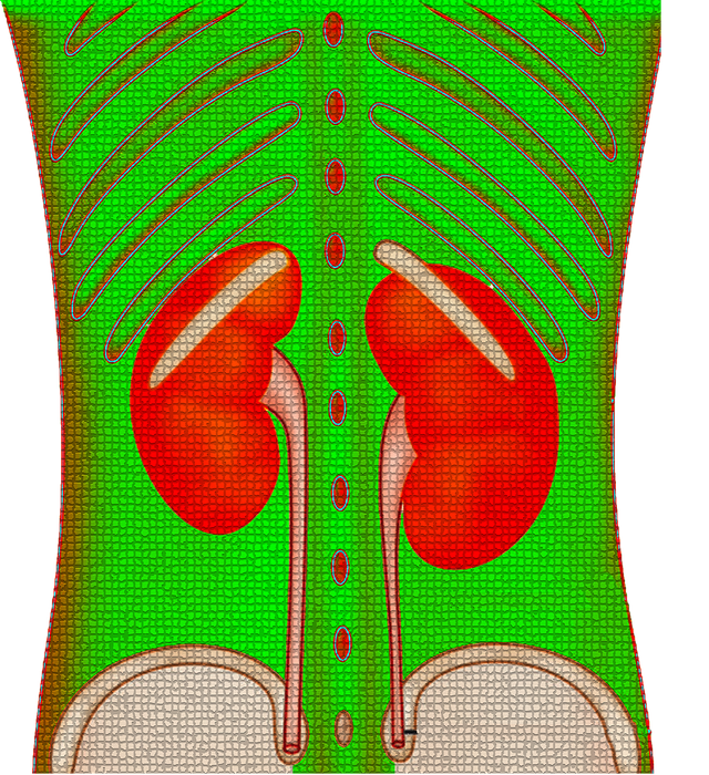 kidney-4416556_1280.png