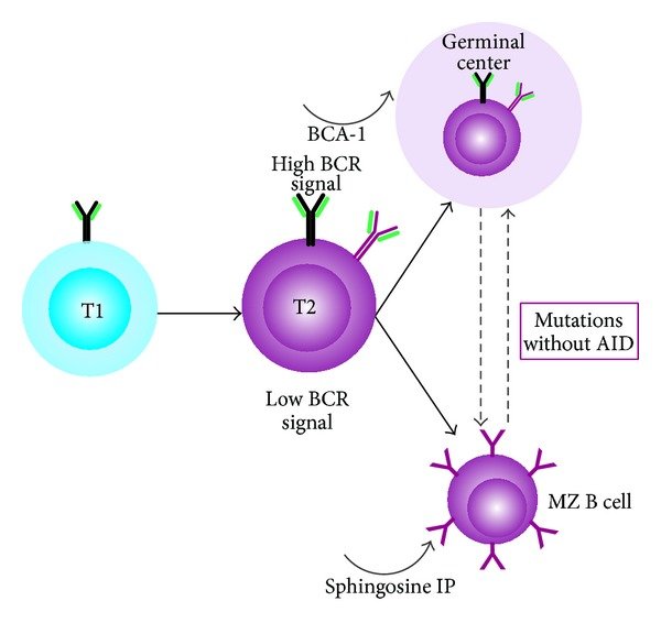 B-cell-classification-based-on-their-ontogenic-state-From-the-transitional-type-1-T1.png