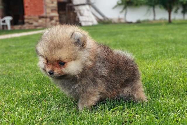 dog-5506148_1280.jpg