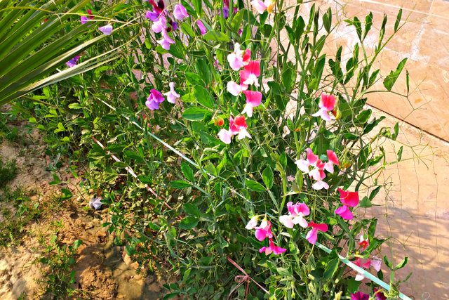 PicsArt_02-06-08.50.09.jpg