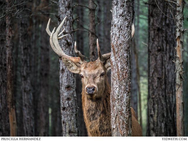 hirvi deer - by priscilla Hernandez (yidneth.com).jpg