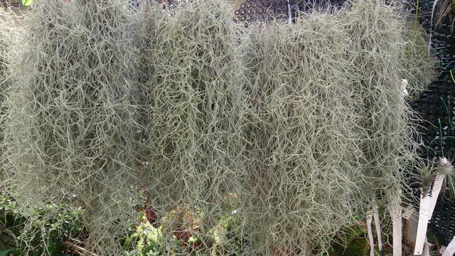 Spanish_Moss_(Tillandsia_usneoides)_1.jpg