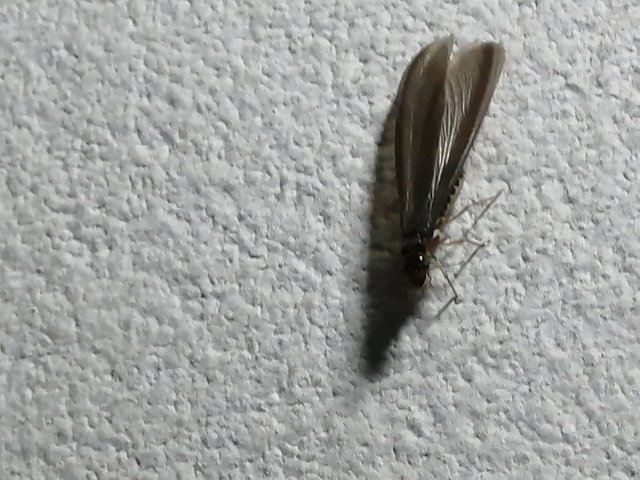 IMG_20191028_175312.jpg