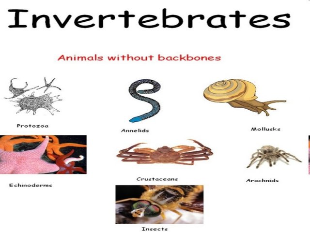 invertebrates-2-1-728.jpg