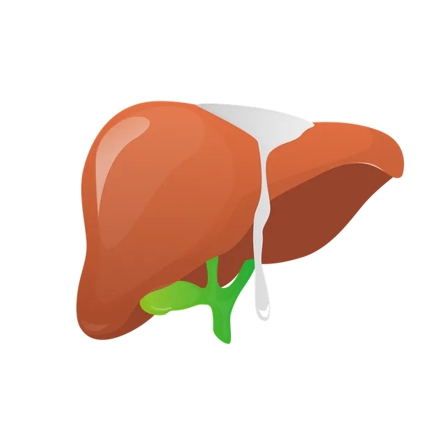 liver-6694036_1280.webp