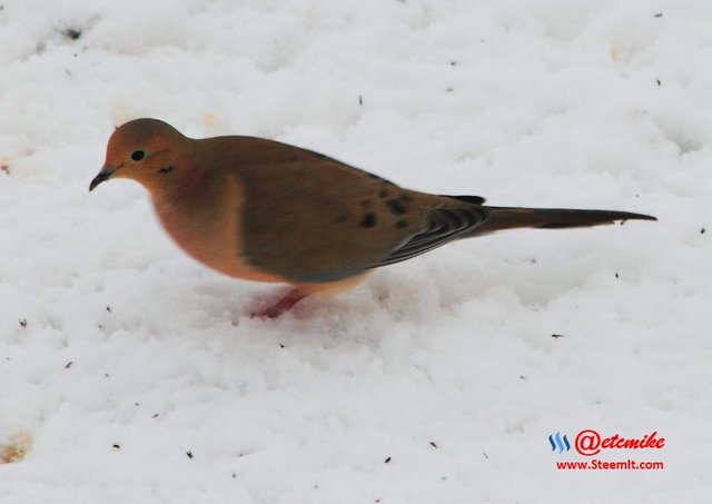 Mourning Dove PFW10_0382.JPG