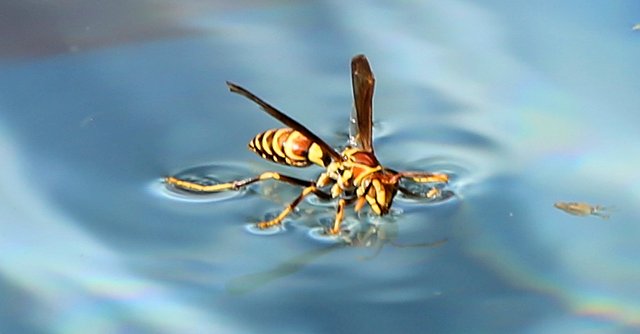Wasp1.jpg