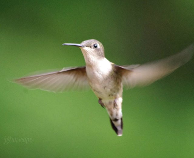 steemit-hummingbird-flight-virgo.jpg