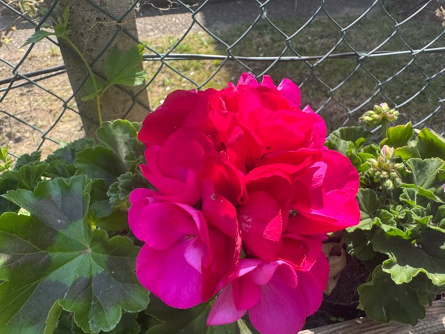 IMG_8020.jpeg