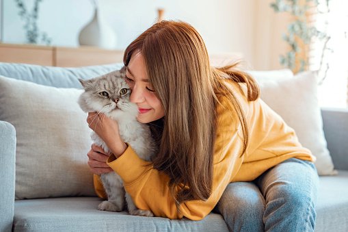 happy-young-asian-woman-hugging-cute-grey-persian-cat-on-couch-in-living-room-at-home.jpg