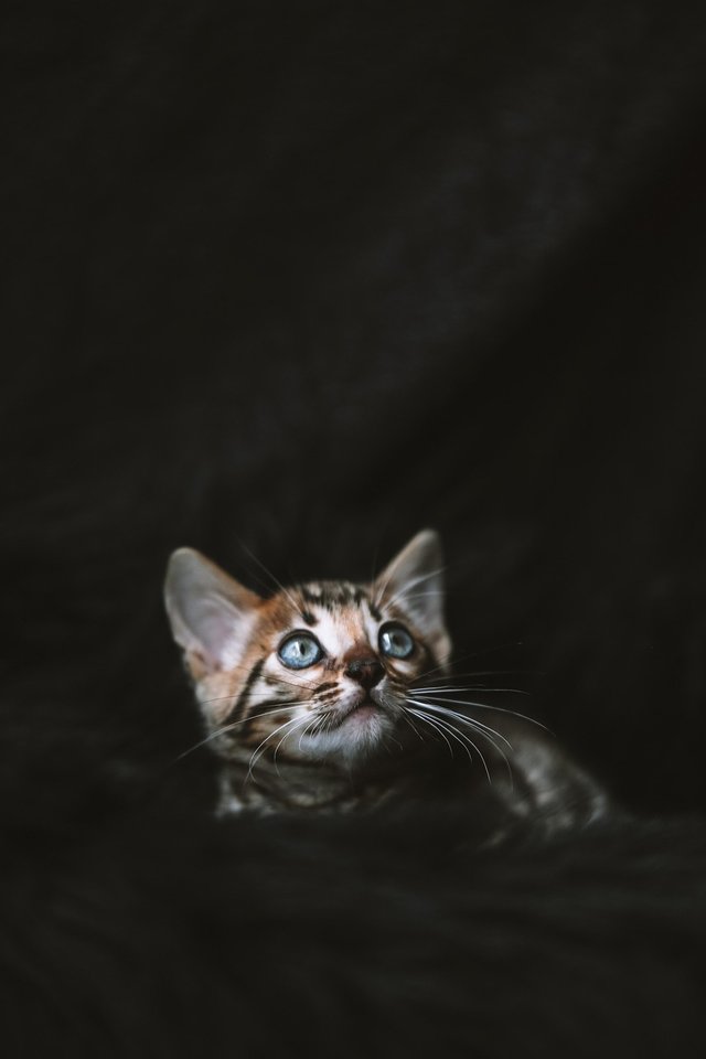 kitten-8022452_1280.jpg