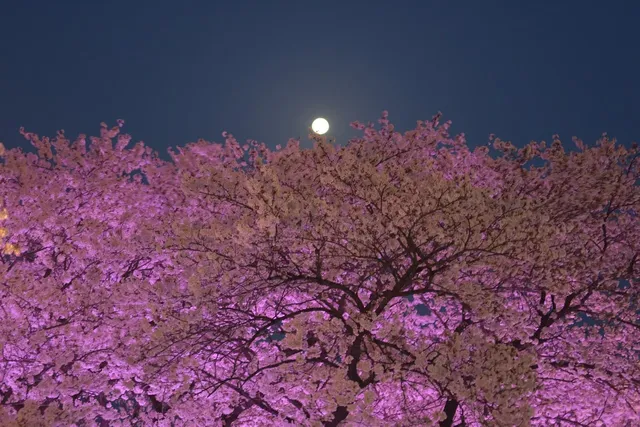 cherryblossom-3643790_1280.webp