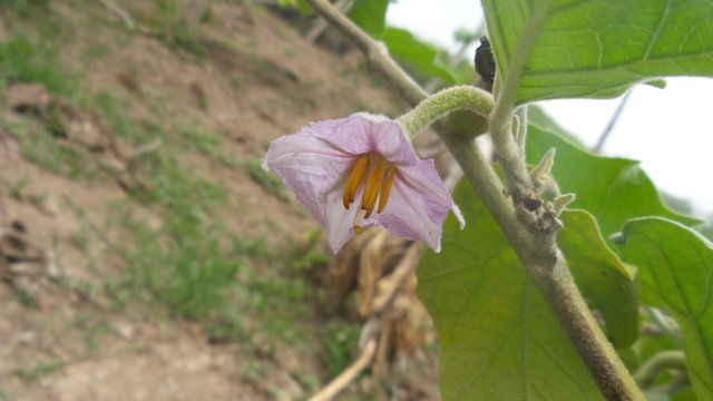 Flor de Berenjena.jpg