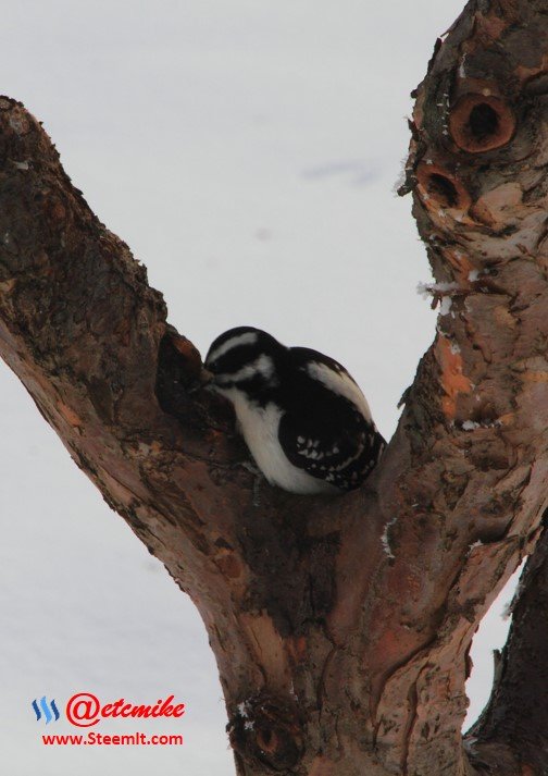 Hairy Woodpecker PFW0004.JPG