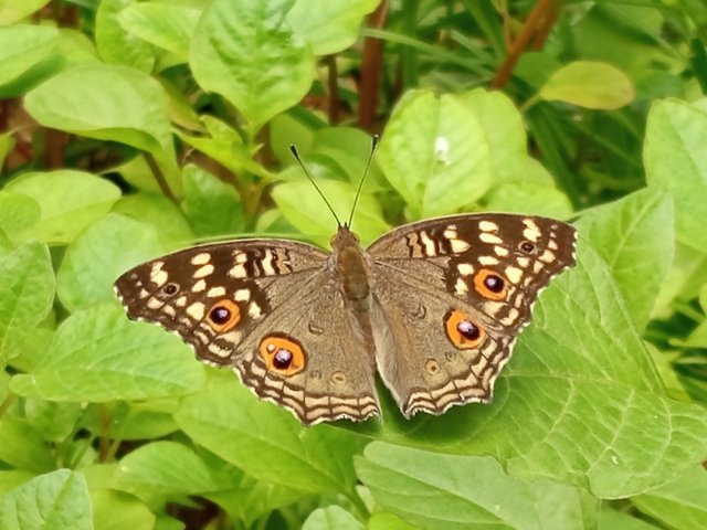butterfly (3).jpg
