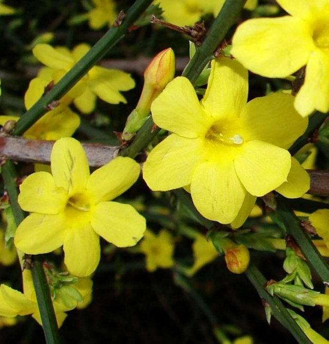 large-Jasminum nudiflorum.jpg