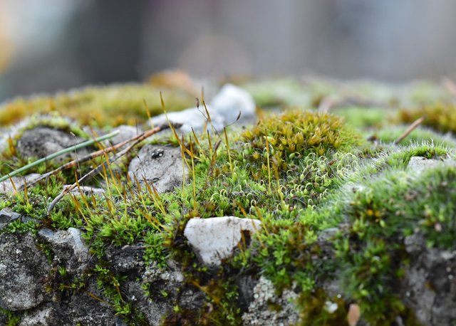 Moss on stone 2.jpg