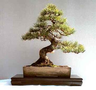 Informal upright Bonsai style Moyogi.jpg