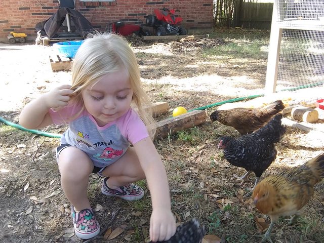 sophie 7.3 petting chicken.jpg