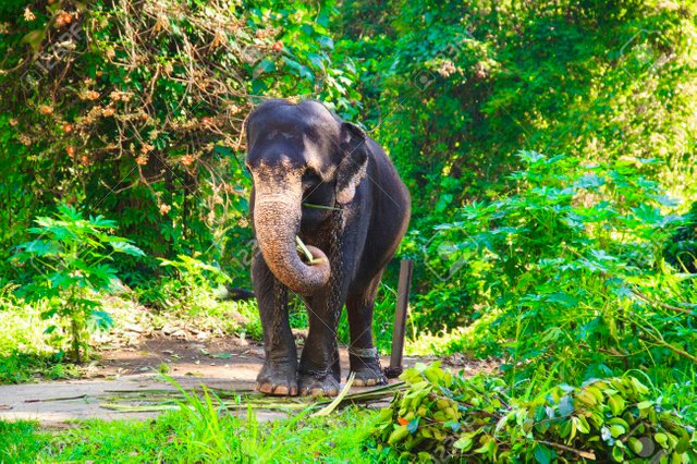 83995704-an-elephant-on-a-walk-through-a-beautiful-rainforest-sri-lanka.jpg