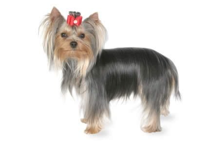 file_23132_yorkshire-terrier-460x290.jpg