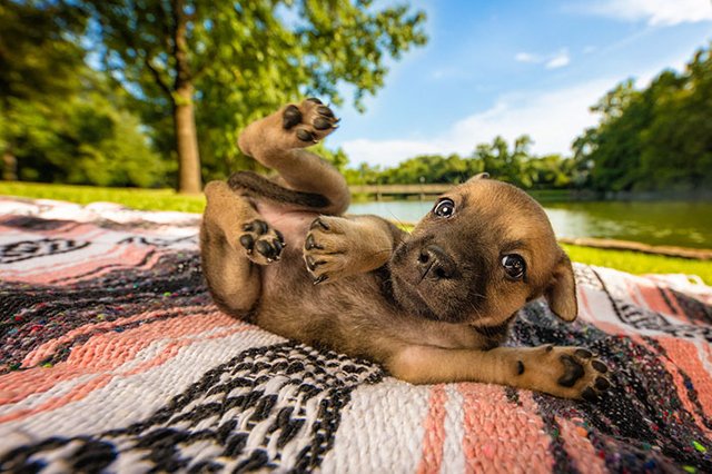 dog-photographer-of-the-year-2018-winners-the-kennel-club-6-5b5197818fc7a__700.jpg