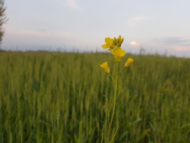 farm photos  (14).jpeg