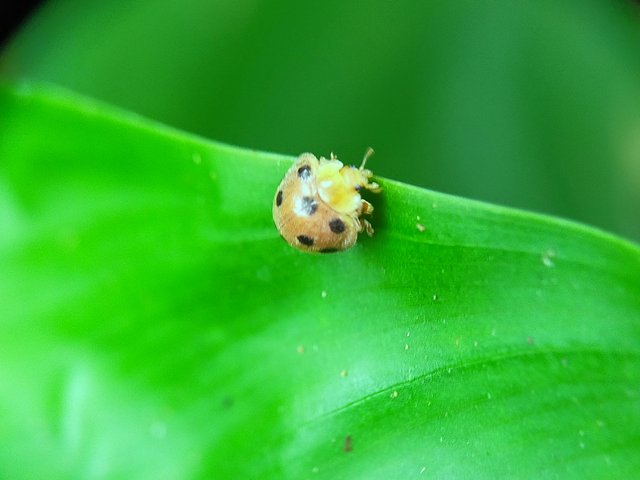 Yellow Ladybug (42).jpg