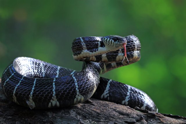 boiga-snake-ready-attack-boiga-dendrophila-animal-closeup (1).jpg