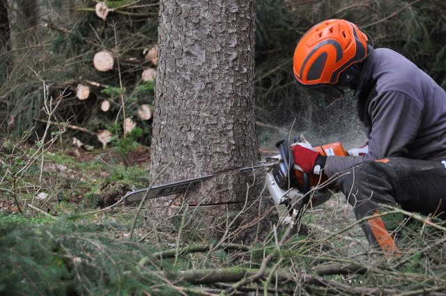 Close up of many cutting base of tree with a chainsaw.jpg