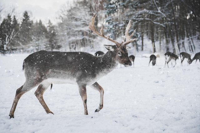 photo-of-reindeer-in-the-snow-735988.jpg