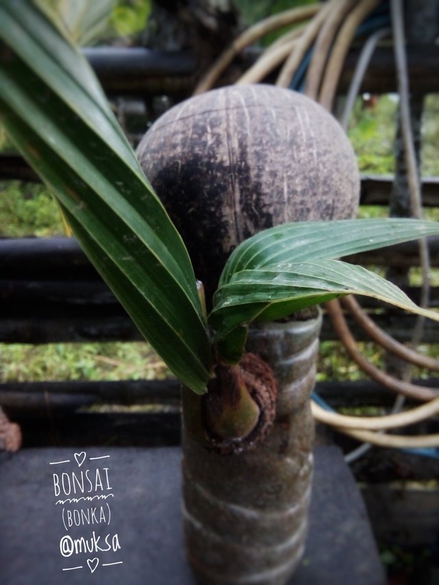 Coconut Bonsai ( Floating Shell Type )