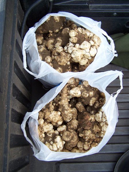 Jerusalem artichokes - volunteer harvest crop October 2019.jpg