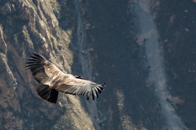 condor-4405821_1920.jpg