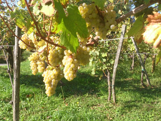 Grape harvest.jpg