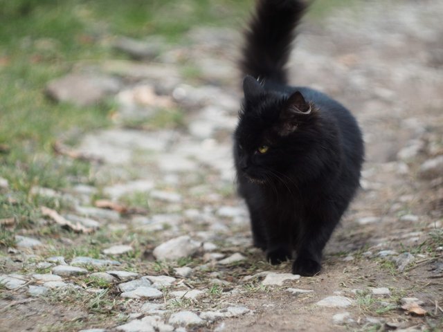 black cat.jpg