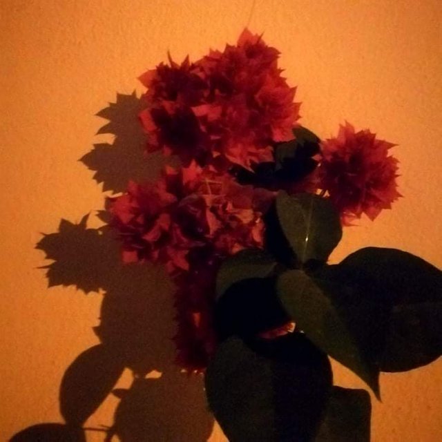 received_675558320136005.jpeg