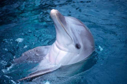 dolphins-facts-5s.jpg