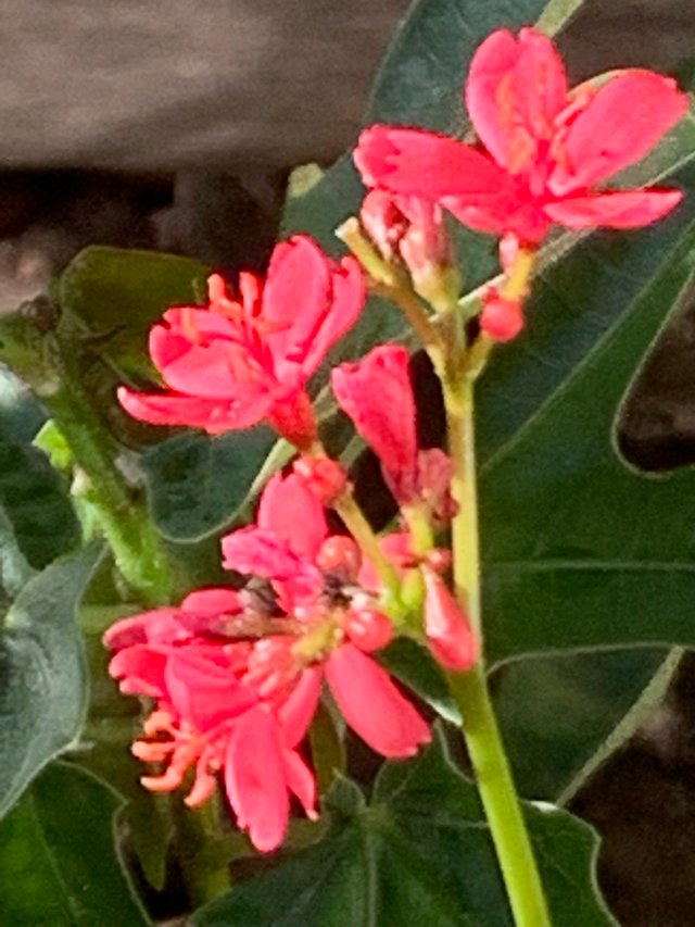 flower104.jpg