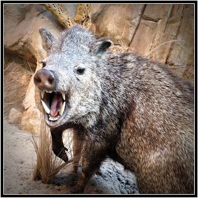 javelina.jpg