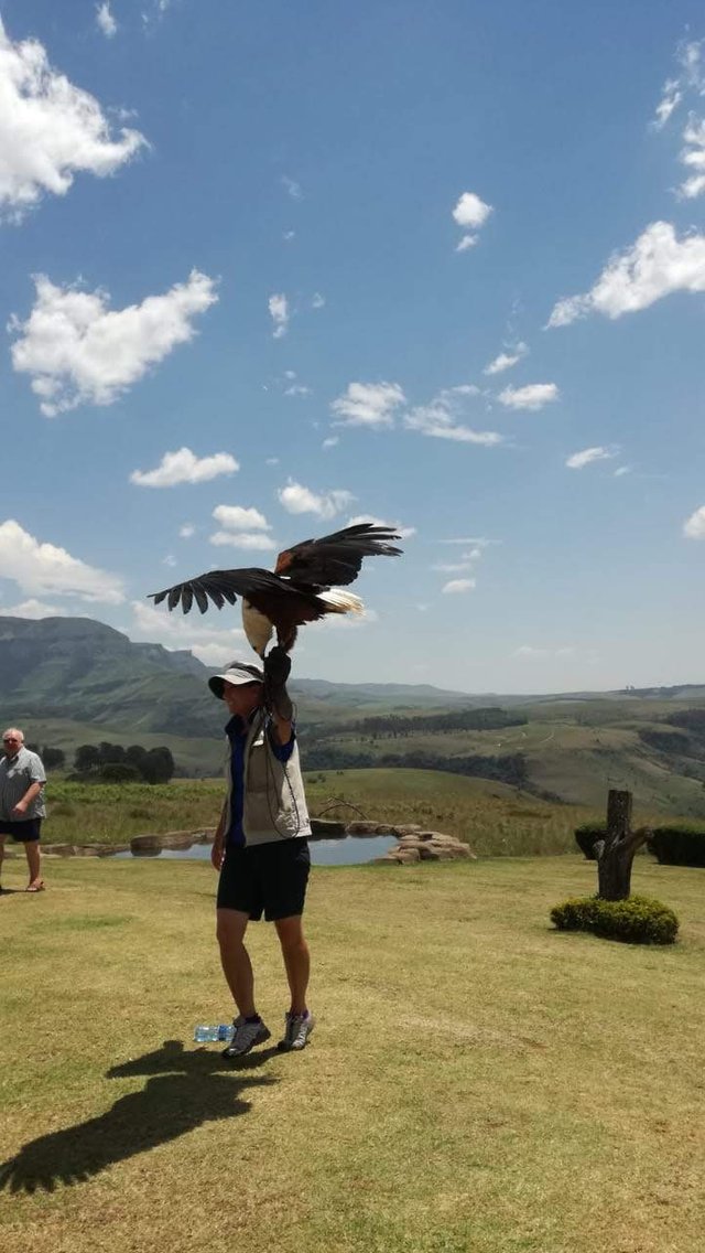 Wednesday Walk Drakensberg Day Two Falcon Ridge Bird Of