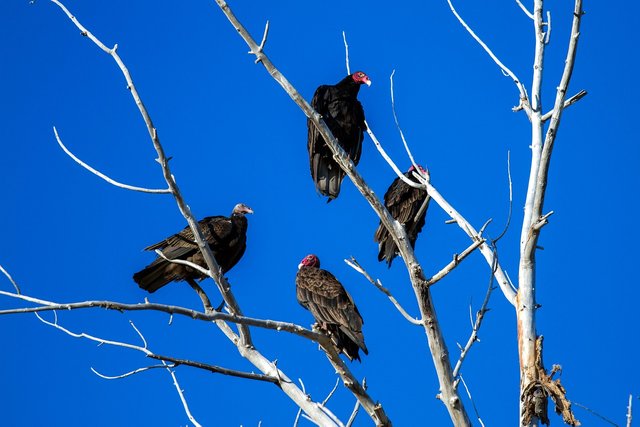 turkey-vulture-1777860_1280.jpg