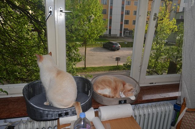 kitty-room-with-a-view.jpg