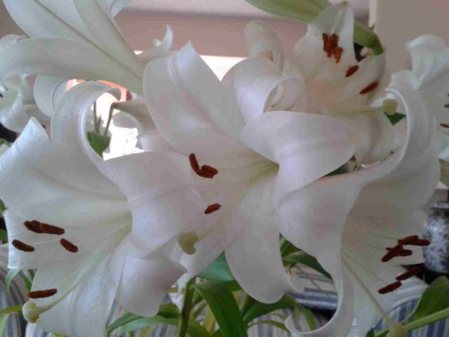 white lilies res.jpg