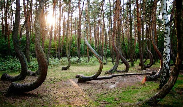 Hoia Baciu Forest Trees.jpg