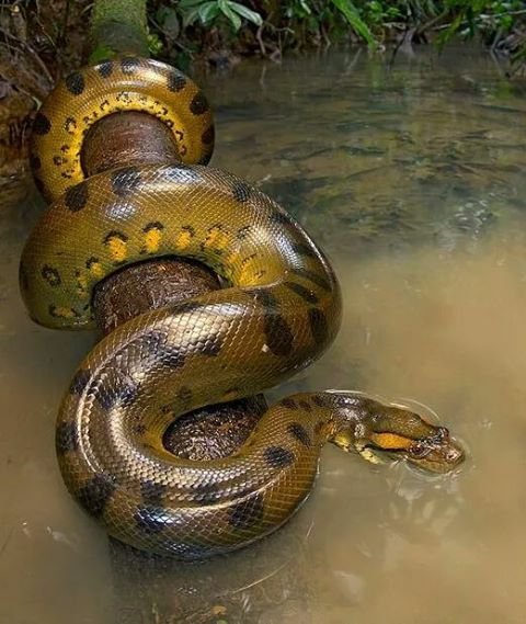 anaconda verde.jpg