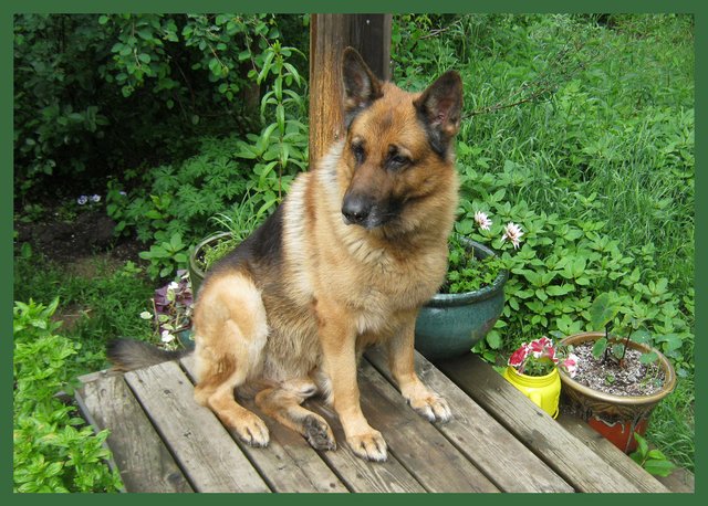 Bruno sitting on deck with my potted plants.JPG