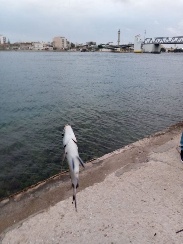 peche d'une poisson qu'on appelle Lifi après une longue attente.jpg